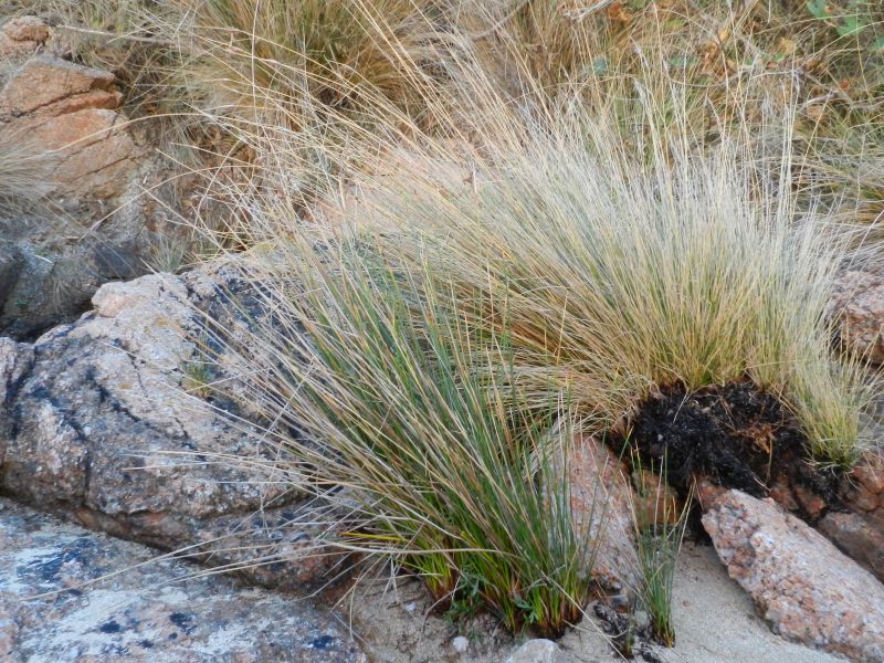 giunco da determinare